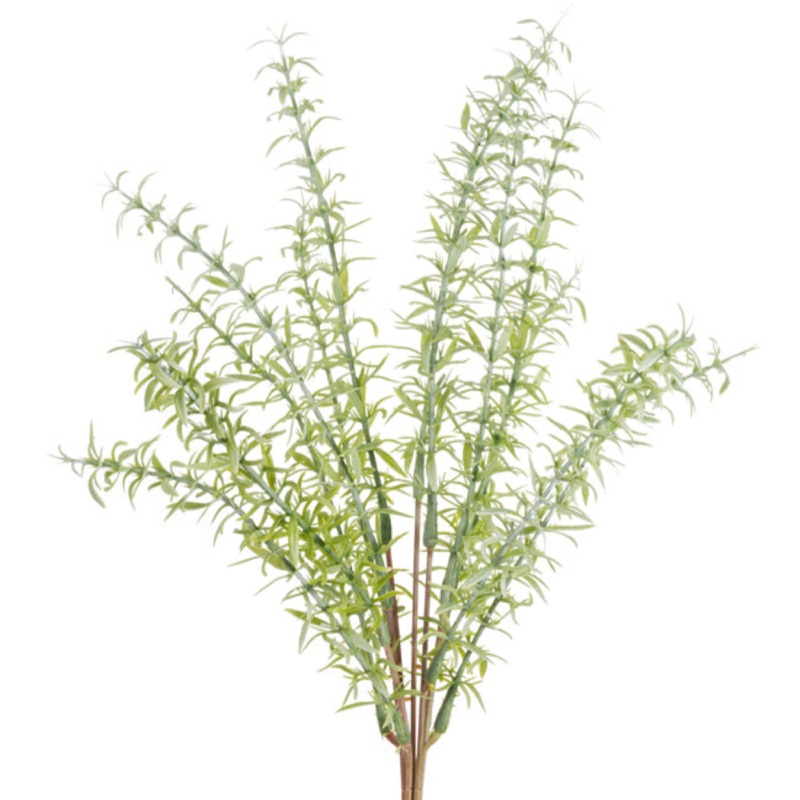 Asparagus Fern Bundle
