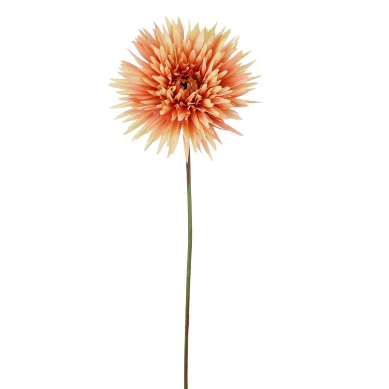Apricot Shasta Daisy Stem