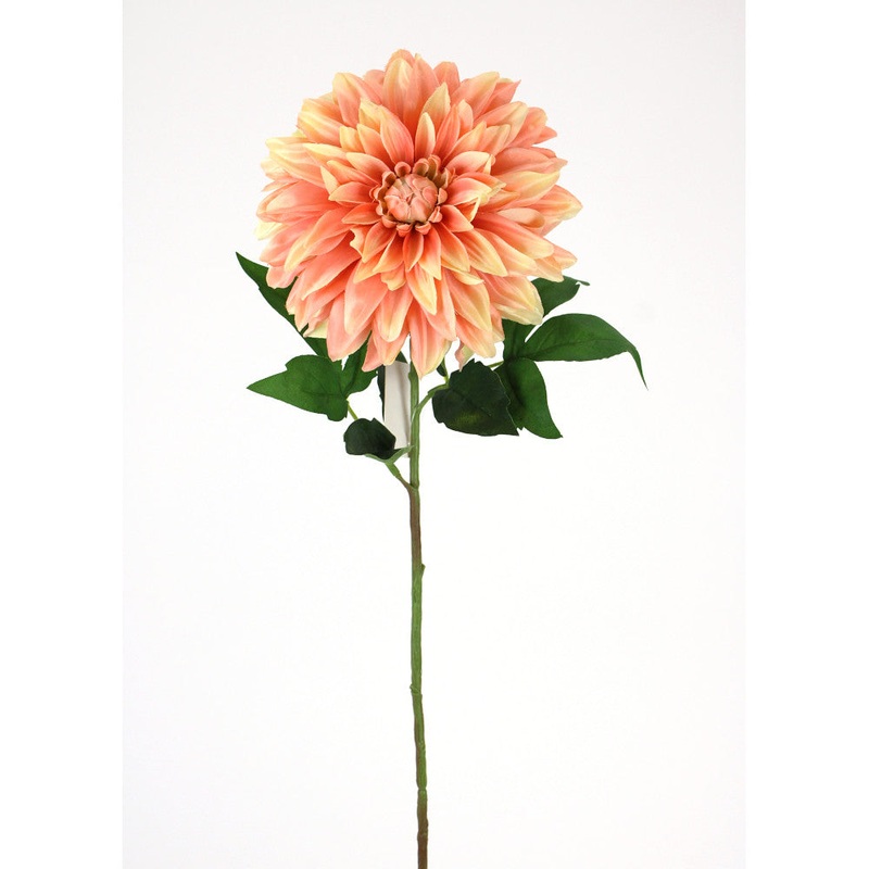 Apricot Stellar Dahlia Stem