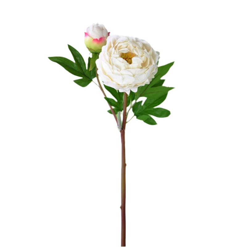 White Peony Stem