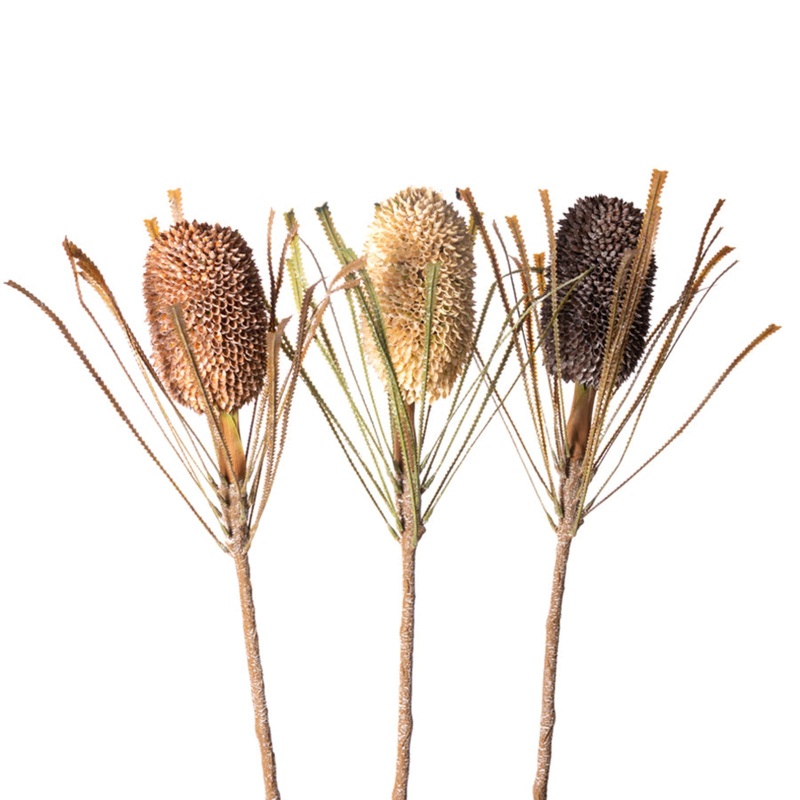 Wax Ginger|Brown|Cream|Light Brown